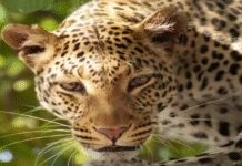 पुणे: जुन्नार में तेंदुए के हमले में बच गया स्कूली छात्र; पालतू कुत्ते की त्वरित प्रतिक्रिया से बचाया गया | पुणे समाचार