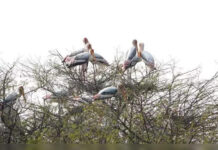 विशेषज्ञों को डर है कि लंबे समय तक मानसून रहने से महाराष्ट्र में प्रवासी पक्षियों का आगमन प्रभावित हो सकता है